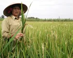 Hà Tĩnh: Lập hội đồng truy nguyên nhân gây mất trắng 9.000ha lúa