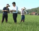 Nghệ An công bố dịch bệnh lùn sọc đen hại lúa