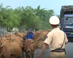 CSGT hàng ngày lùa bò đảm bảo an toàn giao thông