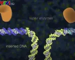 Sử dụng công nghệ biến đổi gen CRISPR để đổi màu hoa