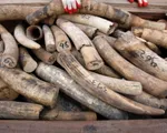 Malaysia thu giữ lượng lớn ngà voi
