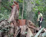 Đăk Nông liên tiếp xảy ra phá rừng