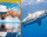 Michael Phelps so tài bơi lội với cá mập