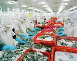 Sản phẩm tôm Việt Nam thắng lớn tại thị trường châu Âu