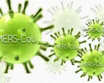 Virus MERS-CoV có thể lây qua đường ruột