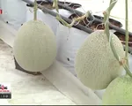 Tìm hiểu mô hình trồng dưa lưới theo tiêu chuẩn VietGAP