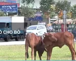 TP.HCM: V&ograve;ng xoay trở th&agrave;nh b&atilde;i đậu xe container, nơi chăn thả b&ograve;