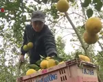 Giá cam sụt giảm vì tình trạng cam rụng hàng loạt