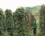 Nguy cơ phá sản vì hồ tiêu chết hàng loạt tại Gia Lai