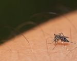 Ấn Độ: 22 ca nhiễm virus Zika, chưa có trường hợp tử vong