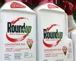 “Lơ lửng” án phạt 289 triệu USD dành cho Monsanto