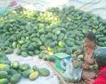 Dưa hấu nghịch m&ugrave;a đạt gi&aacute; cao, n&ocirc;ng d&acirc;n v&ugrave;ng ĐBSCL phấn khởi