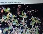 Nhiều gia đình chữa bệnh tay chân miệng cho con thiếu cơ sở khoa học