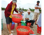 Nâng cao giá trị ngành phụ phẩm tôm Việt Nam