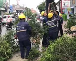 TP.HCM thu dọn cây xanh ngã đổ sau bão số 9