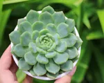 Hãy nói lời cảm ơn mỗi ngày - Nghị lực từ những bông Hoa Đá