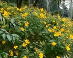 Rực rỡ hoa dã quỳ tại Vườn Quốc gia Ba Vì