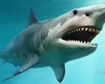 Siêu cá mập Megalodon tuyệt chủng vì ung thư?