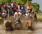 Lễ hội đua bò ở Indonesia