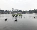 Lý giải việc bầy thiên nga ở hồ Thiền Quang không bao giờ bay ra khỏi hồ