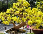 Mai vàng kiểng trúng giá, nhà vườn thu lợi nhuận 70