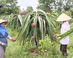 Thanh long bất ngờ tăng giá cao