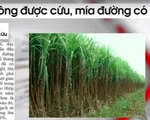 Không được cứu, mía đường có 'chết'?