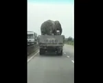 H&uacute; hồn với xe chở voi 'diễn xiếc' chạy băng băng tr&ecirc;n Quốc lộ 1A