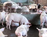 Làm giàu từ mô hình chăn nuôi lợn gia công