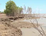 C&agrave; Mau mất hơn 400ha rừng ph&ograve;ng hộ mỗi năm do nước biển d&acirc;ng