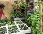 Hướng dẫn phương pháp đơn giản trồng rau sạch tại nhà