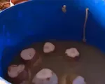 Quảng Nam: Phát hiện cơ sở dùng hóa chất tẩy trắng dừa, nước ngâm bốc mùi hôi thối
