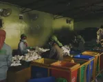 Công ty khởi nghiệp Ấn Độ nỗ lực tìm giải pháp xử lý khủng hoảng rác thải