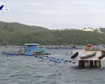 Phú Yên tập trung quản lý vùng nuôi tôm hùm