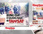 Rừng quý ở Quảng Nam lại bị tàn phá: Trách nhiệm của cơ quan chức năng ở đâu?