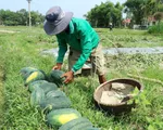 Quảng Nam: Dưa hấu được mùa được giá, người dân vẫn lo lắng