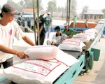Việt Nam trúng thầu 50.000 tấn gạo xuất sang Hàn Quốc