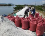 Muối rớt giá xuống 600 đồng/kg, diêm dân Phú Yên gặp khó