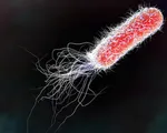 Dịch nhiễm khuẩn E.coli lây lan nhanh toàn nước Mỹ