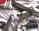 Quảng Ngãi: Kiểm soát nguồn gốc hải sản từ tàu