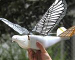 Trung Quốc sáng chế UAV chim bồ câu bịt mắt radar