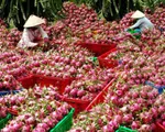 Nông sản Việt Nam được ví như 'gái quê danh giá'