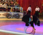 Không dùng động vật hoang dã biểu diễn xiếc