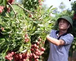 Vải thiều được mùa, Bắc Giang nỗ lực tìm kiếm thị trường tiêu thụ