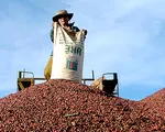 Nông sản Việt khó tìm chỗ đứng vững nếu mãi sản xuất thô