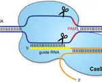 Công nghệ chỉnh sửa gen có thể làm thay đổi cấu trúc ADN