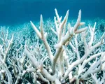 Hawai - Bang đầu tiên của Mỹ cấm kem chống nắng để bảo vệ san hô
