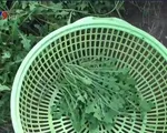 Người dân xứ dừa Bến Tre làm giàu từ cây sâm biển