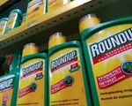 Anh cân nhắc ngừng bán thuốc diệt cỏ Roundup của Monsanto