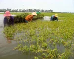 Đồng Tháp: Khẩn trương thu hoạch lúa, hạn chế thiệt hại trong cơn lũ lớn